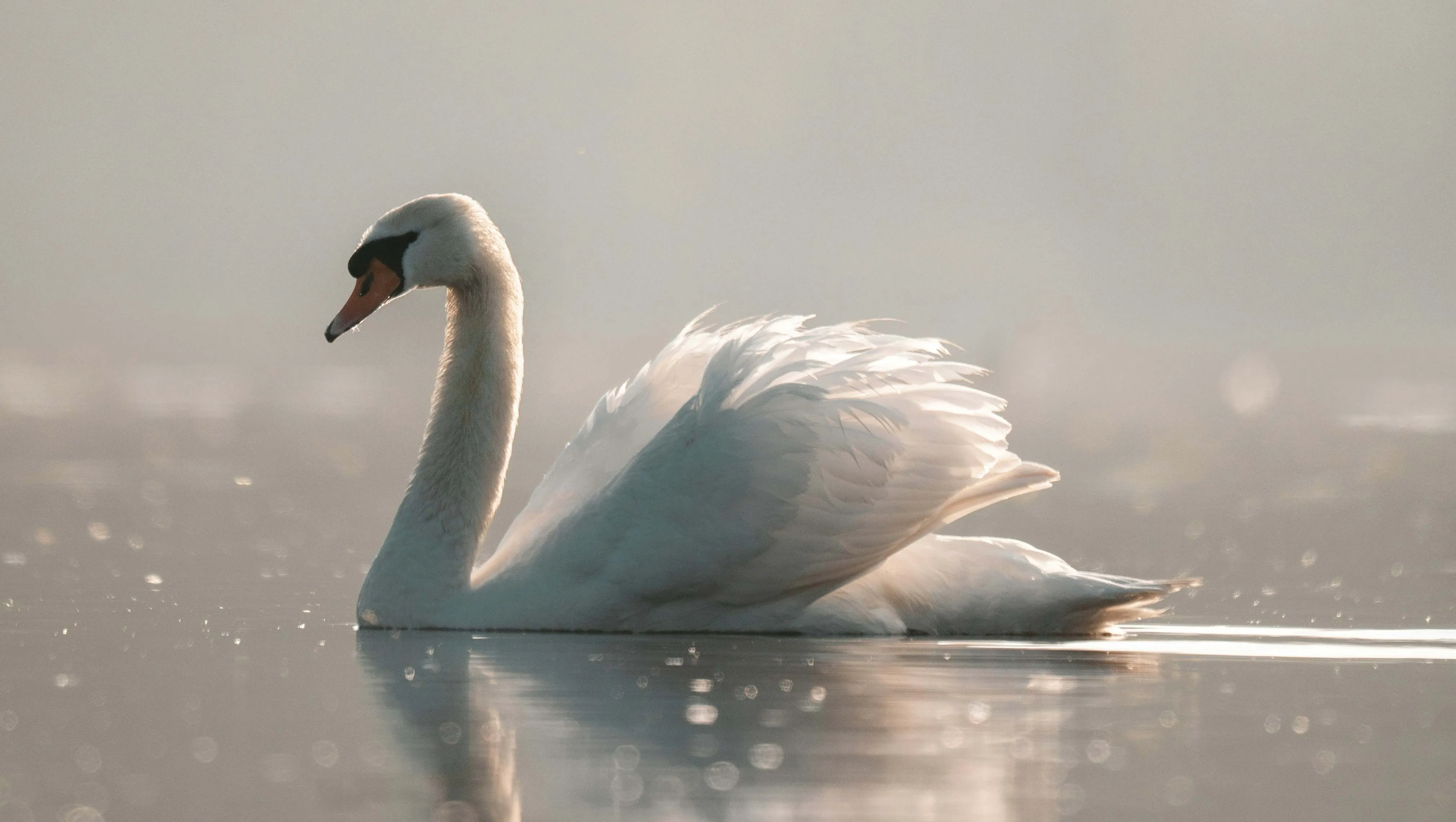 User-Created Video Showcase